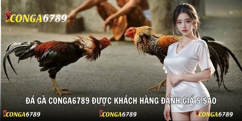 Đá gà Conga6789 được khách hàng đánh giá 5 sao