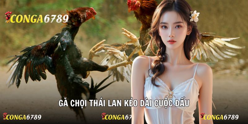 Gà chọi Thái Lan kéo dài cuộc đấu