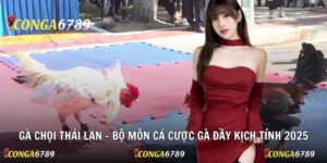 Gà Chọi Thái Lan